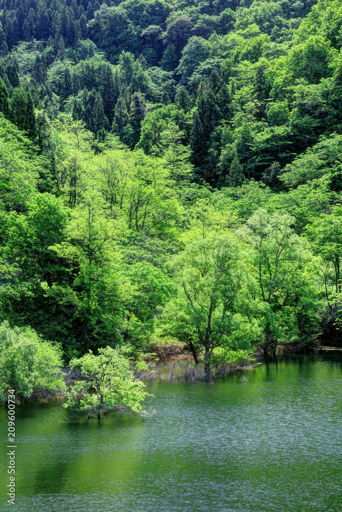 新緑の虹の湖