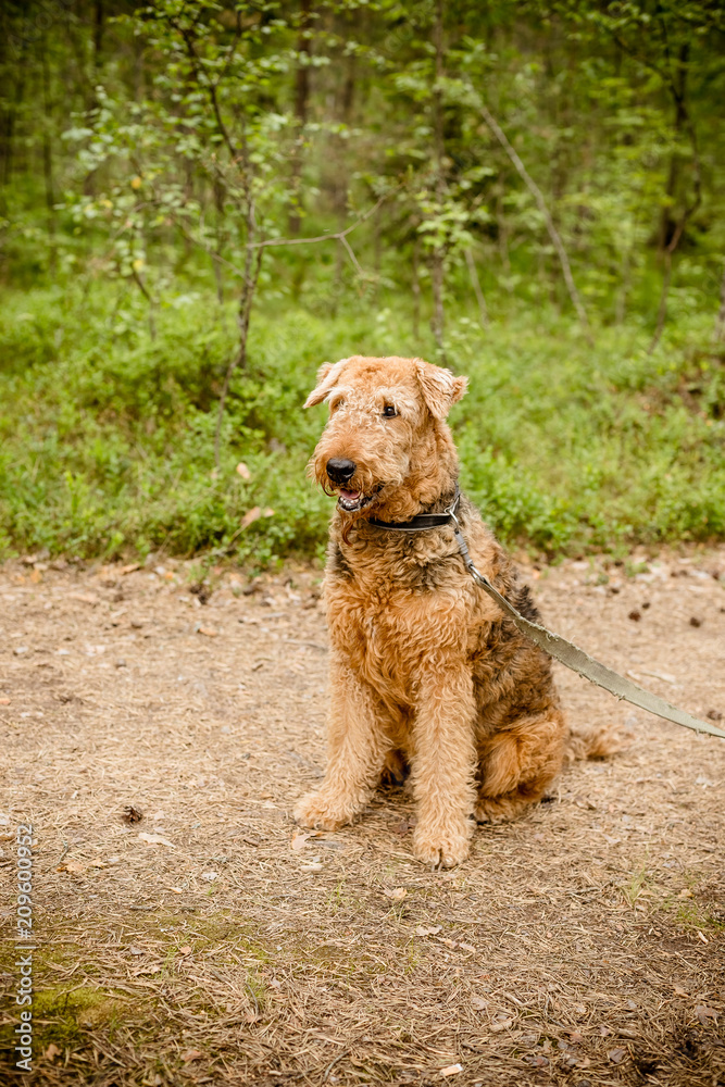 cute happy Airedale Terrier portrait in summer forest. portrait photography of a dog - rare breed airedale terrier. Vertical image. terrier portrait, outdoor dog photo