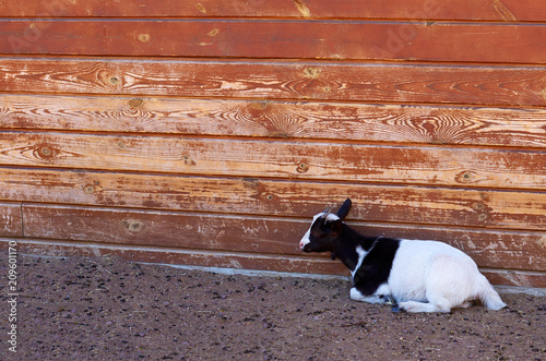 Little domestic goat laying on the ground in farm.