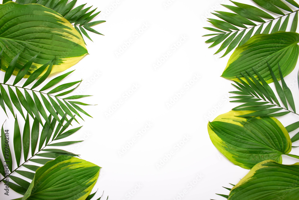 Fototapeta premium Green palm leafs isolated on white background