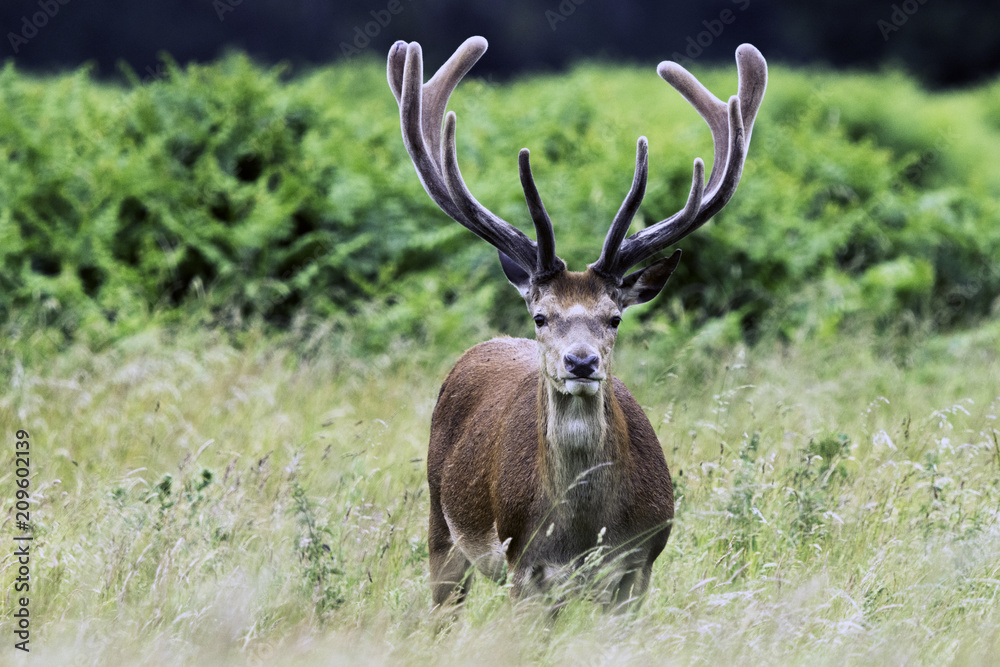 Wild male deer in London, United Kingdom Wild male deer in London, United Kingdom