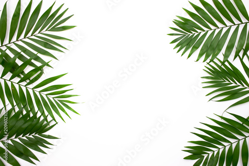 Green palm leafs isolated on white background