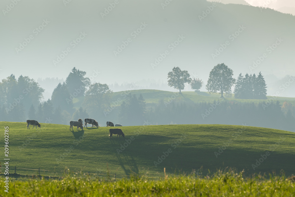 Fototapeta premium Farming landscape with cows