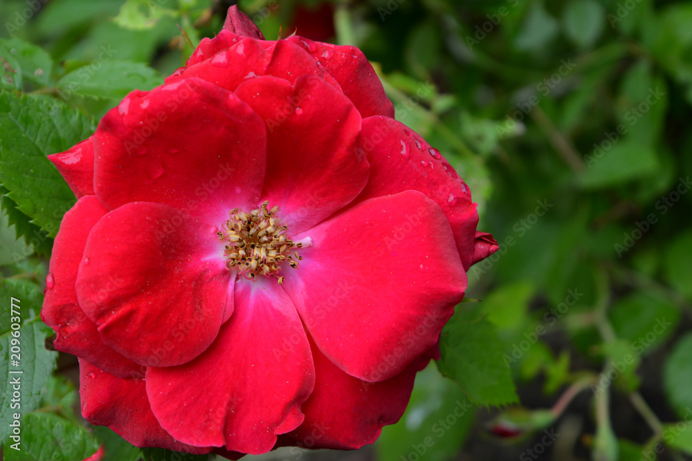 luxury flower red bright rose with dew drops close-up, morning tenderness, summer garden blossom