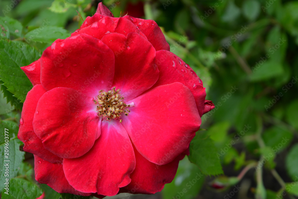 luxury flower red bright rose with dew drops close-up, morning tenderness, summer garden blossom luxury flower red bright rose with dew drops close-up, morning tenderness, summer garden blossom