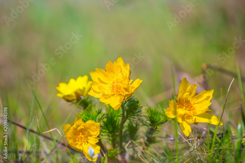 beautiful closeup yellow flowers in a grass