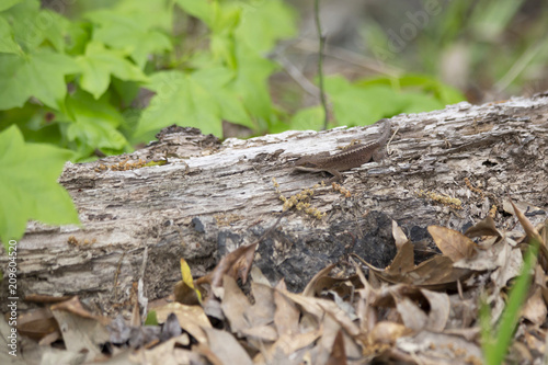 Brown Phase Green Anole © Brandy McKnight