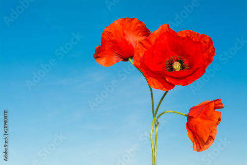 Three red flowers of poppies on a blue sky background. Papaver rhoeas. Beautiful close-up of wild corn poppy silhouettes in bloom against clear azure heaven. Sunny spring weather.