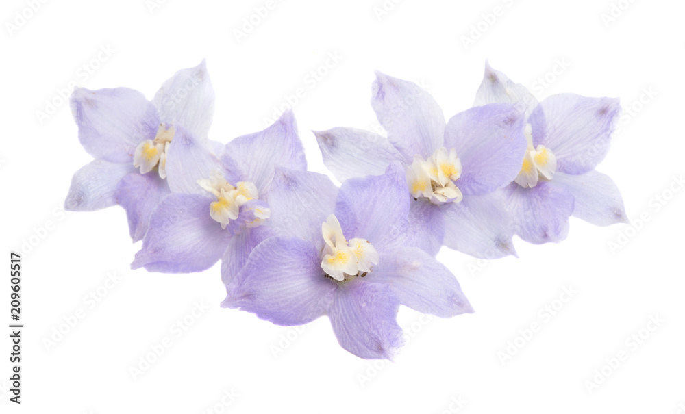 Obraz premium delphinium flowers isolated