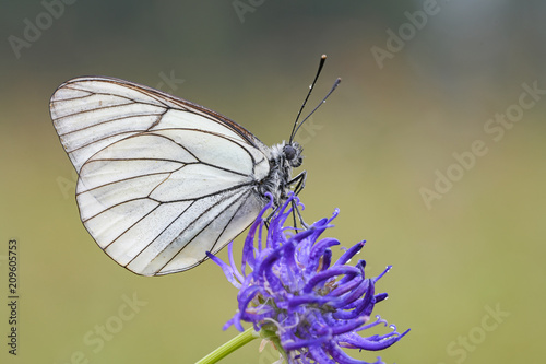 Baumweißling (Aporia crataegi)