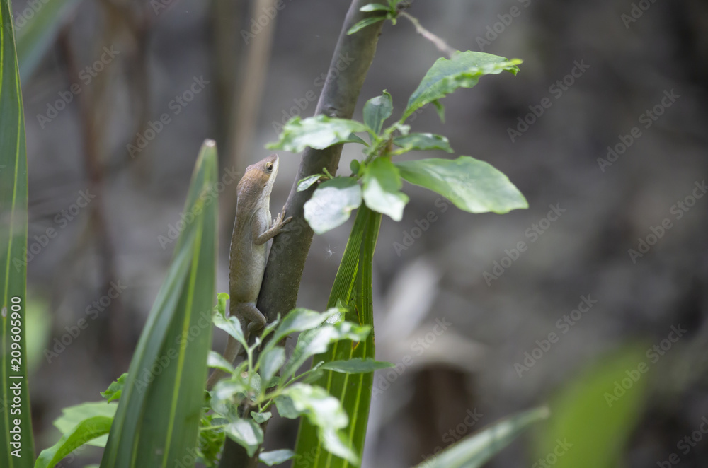 Obraz premium Brown Phase Green Anole