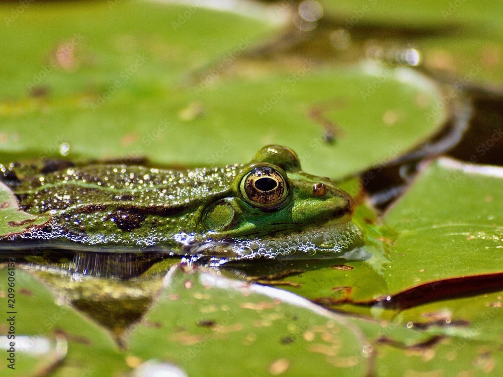 Kleiner gruener Wasserfrosch gut getarnt zwischen Seerosen Blaettern Kleiner gruener Wasserfrosch gut getarnt zwischen Seerosen Blaettern