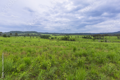 Savanna in the rainy season