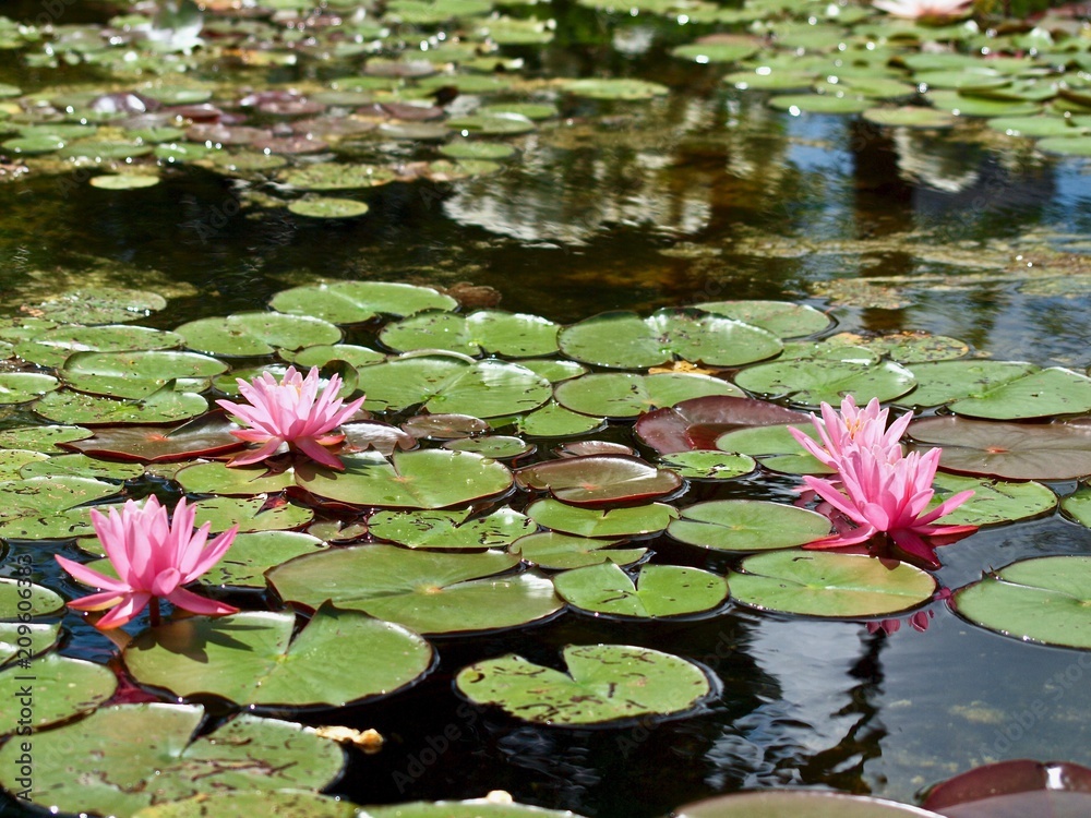 Seerosenteich mit rosa Seerosen Seerosenteich mit rosa Seerosen