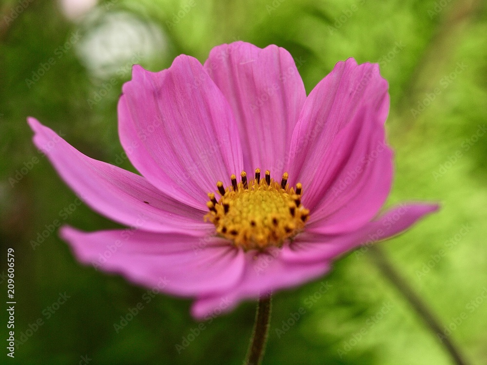 Makro von einer rosa Cosmosblume Makro von einer rosa Cosmosblume