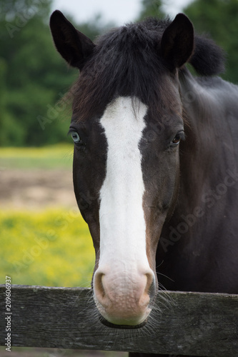 Horse with unique eyes 