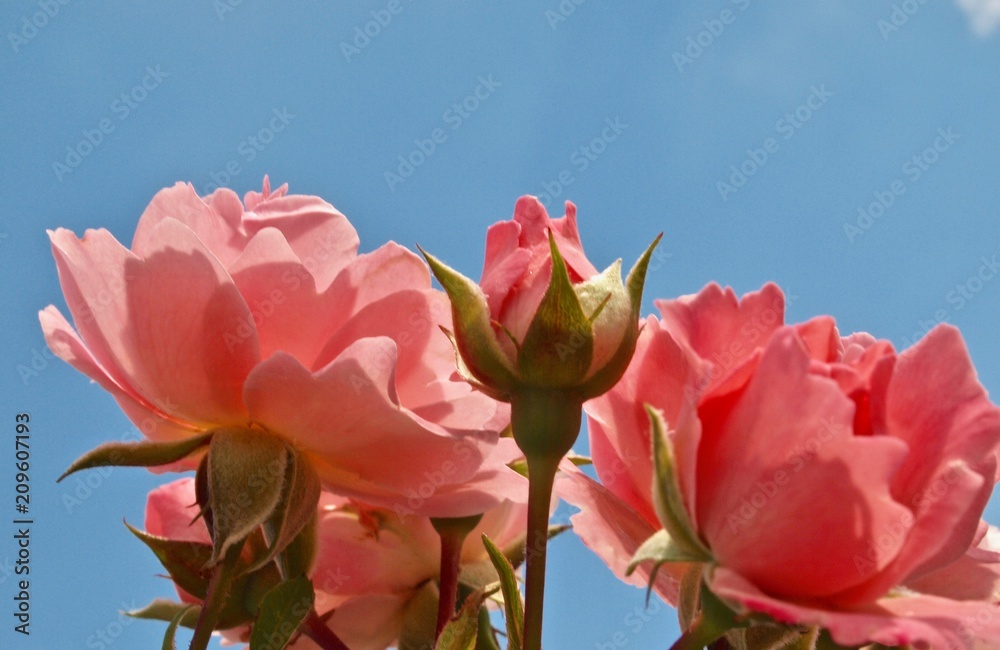 Rosa Rosen vor blauem Himmel