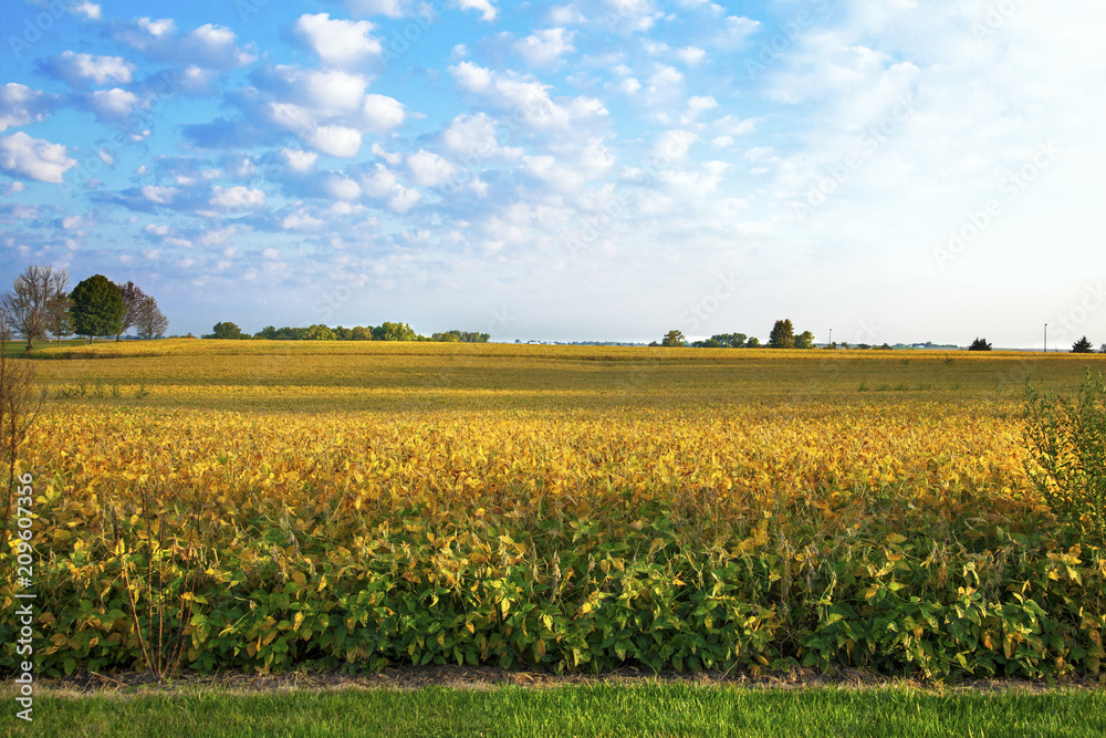 Panoramic view of a soybean field glowing in the sunshine on a autumn day