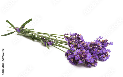 Fototapeta Naklejka Na Ścianę i Meble -  lavender isolated