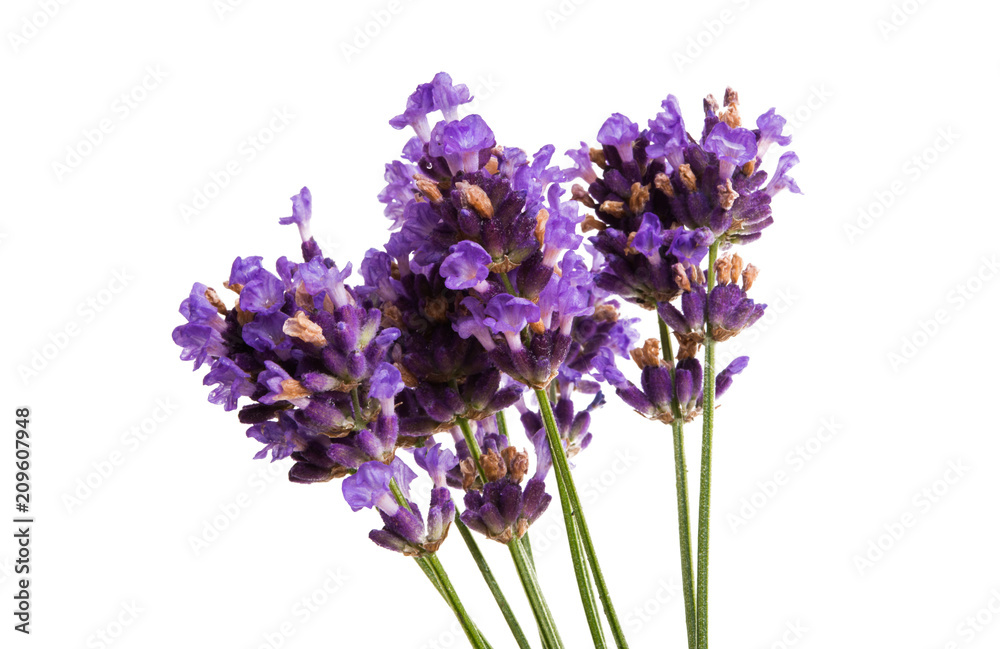 Naklejka premium lavender isolated