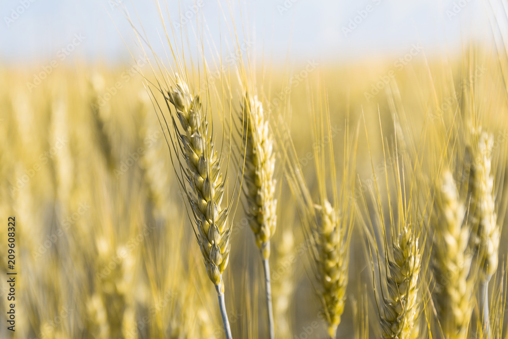 Background image close-up of wheat spikelets on the field. Golden spikelets symbol of harvest and fertility