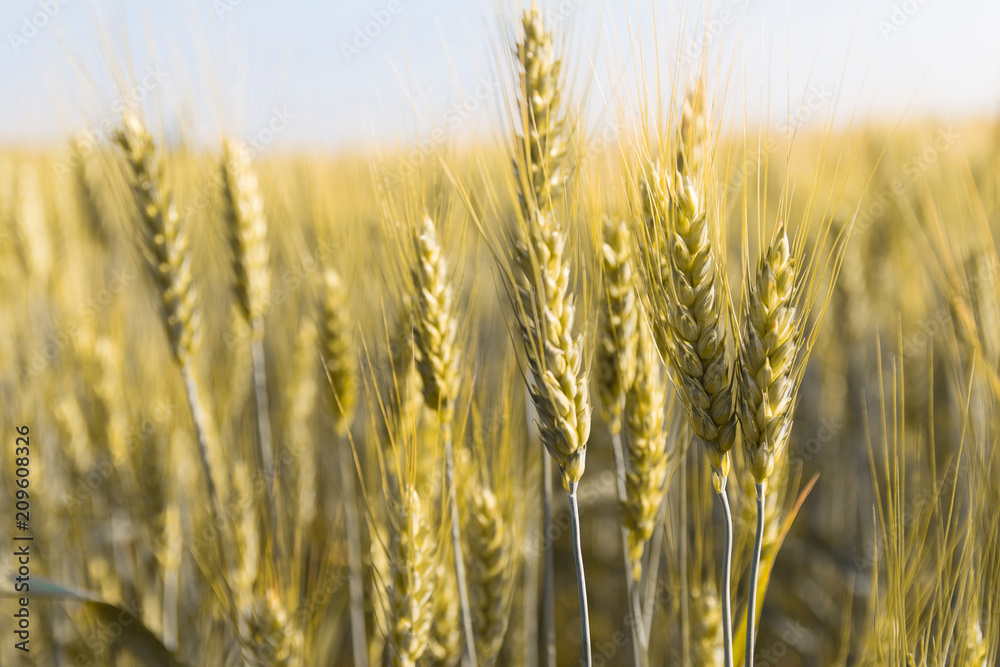 Fototapeta premium Background image close-up of wheat spikelets on the field. Golden spikelets symbol of harvest and fertility