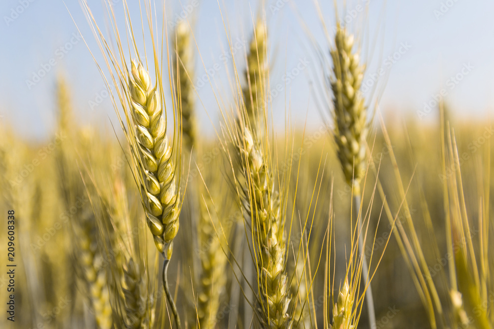 Background image close-up of wheat spikelets on the field. Golden spikelets symbol of harvest and fertility Background image close-up of wheat spikelets on the field. Golden spikelets symbol of harvest and fertility