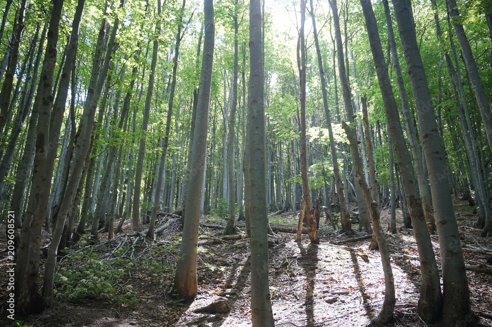 Obraz premium Forest in summer