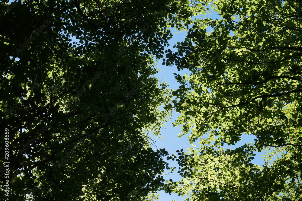 Obraz premium Forest - view from below