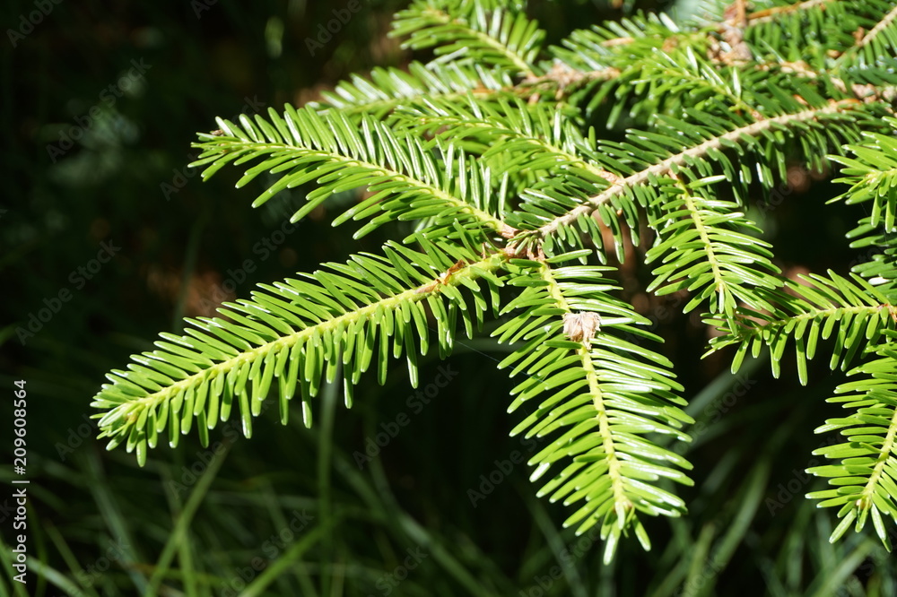 Pine tree Pine tree