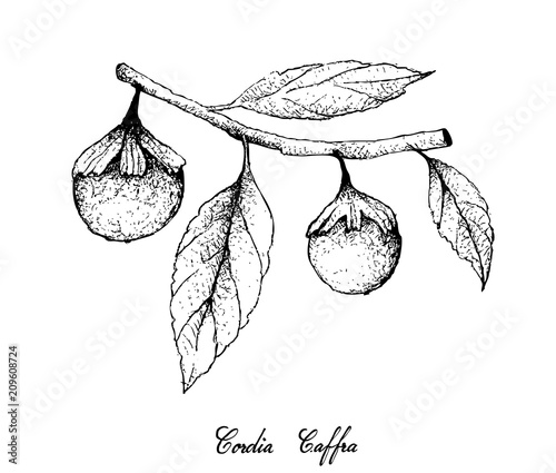 Hand Drawn of Cordia Caffra Fruits on Tree Bunch