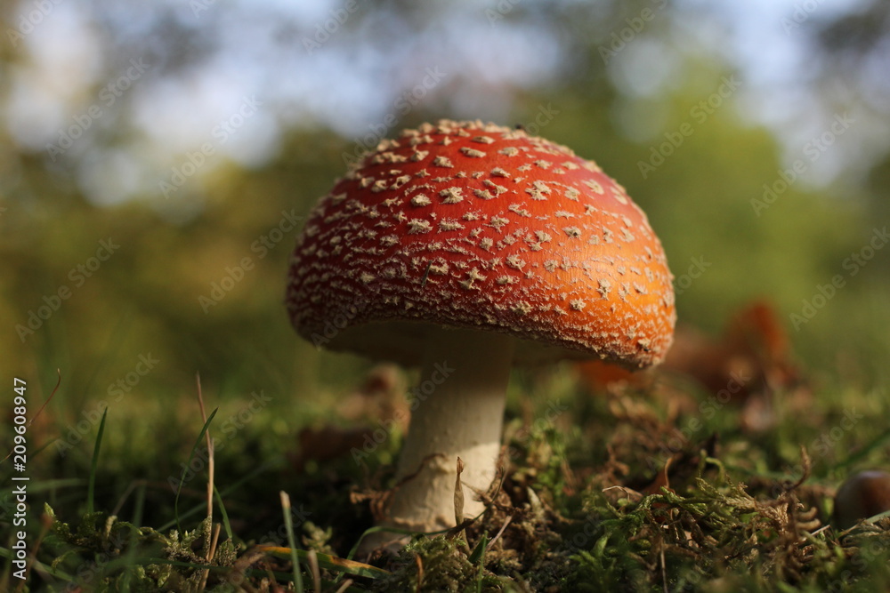 a beautiful red fly agaric mushroom in the forest in autumn a beautiful red fly agaric mushroom in the forest in autumn