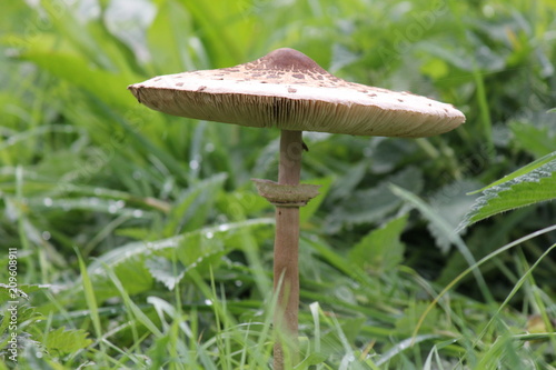 a big parasol mushroom closeup in the forest in autumn