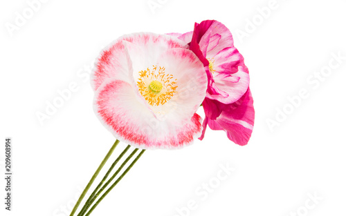 Fototapeta Naklejka Na Ścianę i Meble -  beautiful poppy isolated