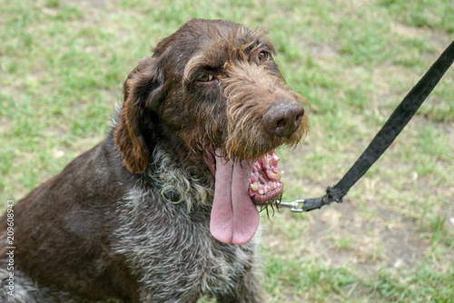 Germain vizsla