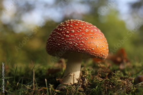 a beautiful red fly agaric mushroom in the forest in autumn