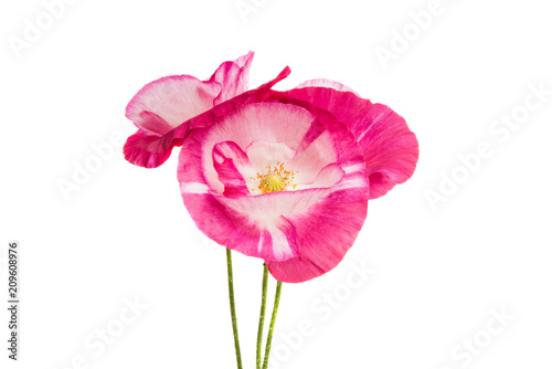 Fototapeta Naklejka Na Ścianę i Meble -  beautiful poppy isolated