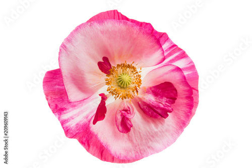 Fototapeta Naklejka Na Ścianę i Meble -  beautiful poppy isolated