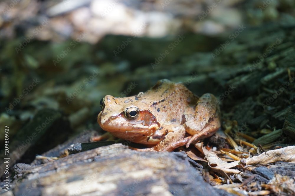 Brown forest frog Brown forest frog