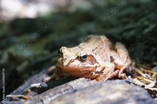 Brown forest frog