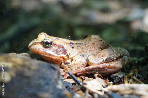 Brown forest frog
