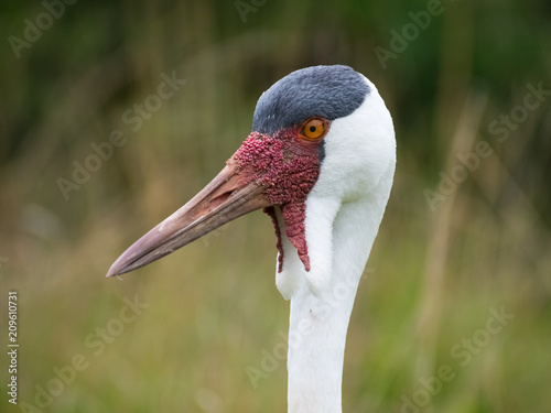 Closeup of Wattled Crane