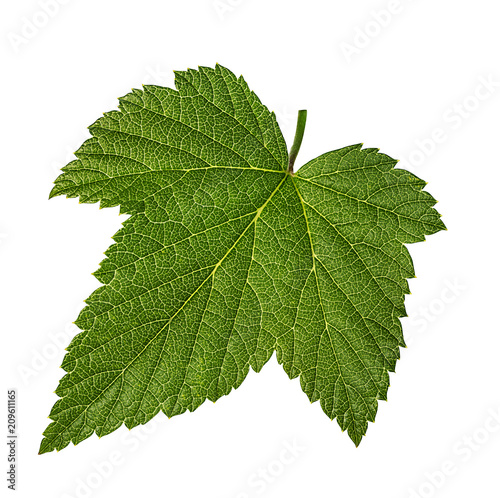 currant leaf isolated on white background