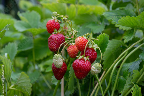 Large red and small green strawberries in a summer garden