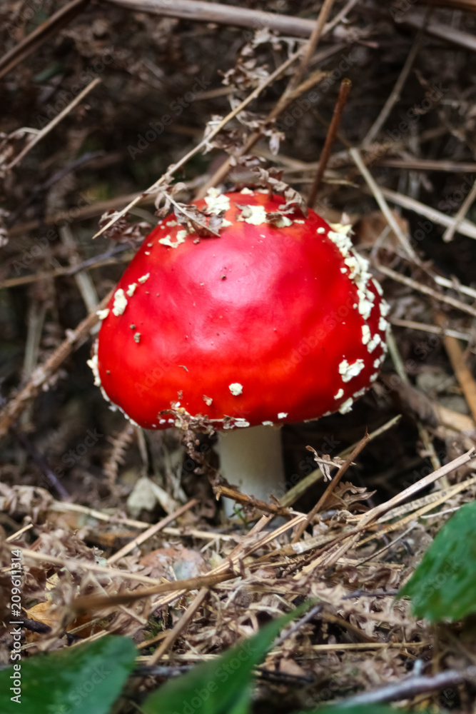 beautiful mushroom in french forest beautiful mushroom in french forest