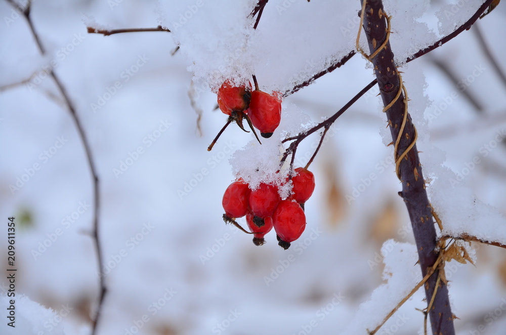 red berry on a Bush under snow in winter in frost close-up