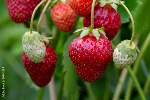 Large red and small green strawberries in a summer garden