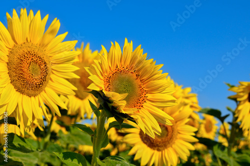 Fototapeta Naklejka Na Ścianę i Meble -  Yellow sunflowers grow in the field. Agricultural crops.
