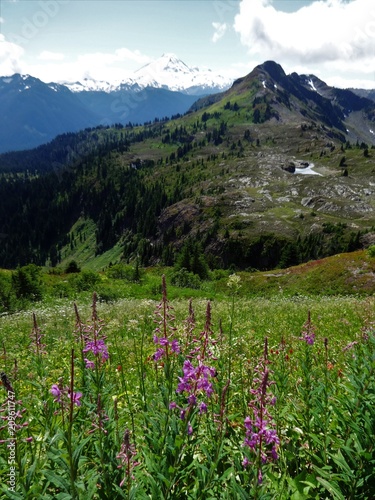A stunning view of Mount Baker from a meadow full of blooming wildflowers in the North Cascade mountain