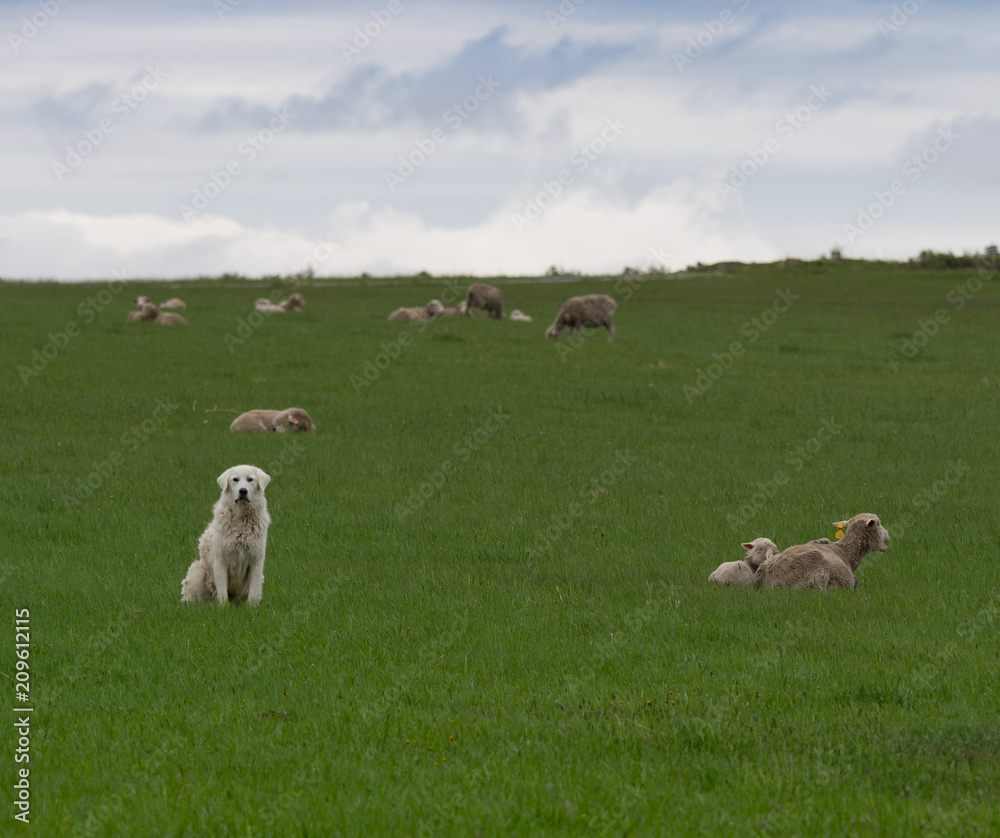 Fototapeta premium A Great Pryenees Guarding His Flock of Sheep in a pasture with lush green grass.